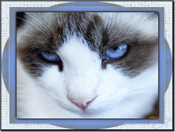 My kind of cat